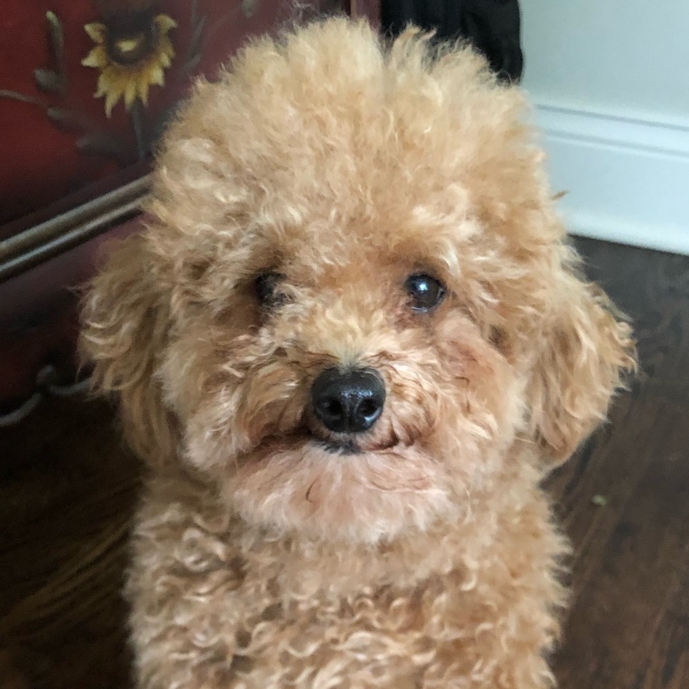 Meet your Posher, Mark